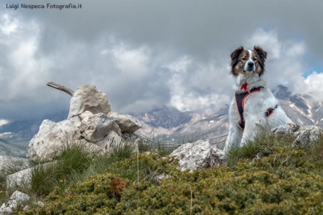 Gran Sasso - Voltigno: Melody sulla cima del Monte Meta