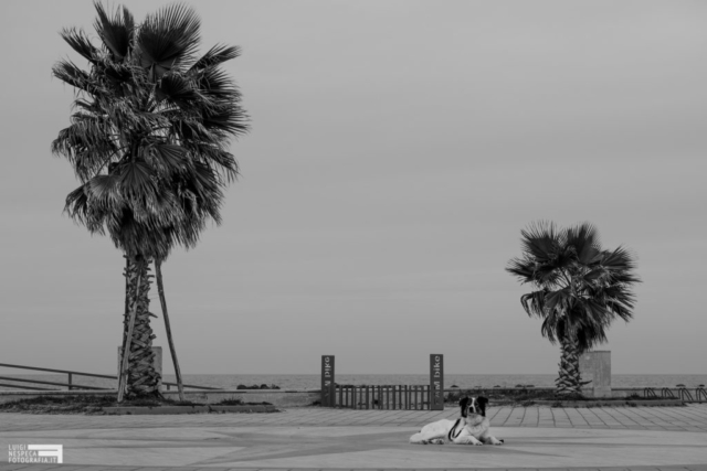 Il distanziamento sociale come spiegato dal cane Melody - Francavilla al Mare